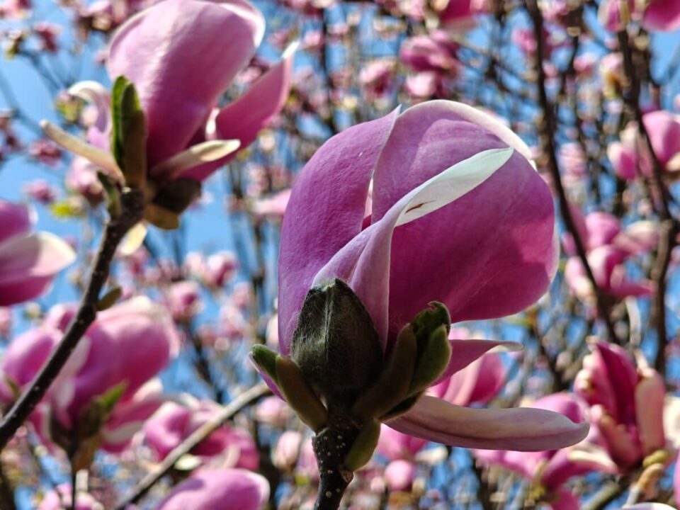 oppo find n6 recensione il pieghevole perfetto… o quasi(12)